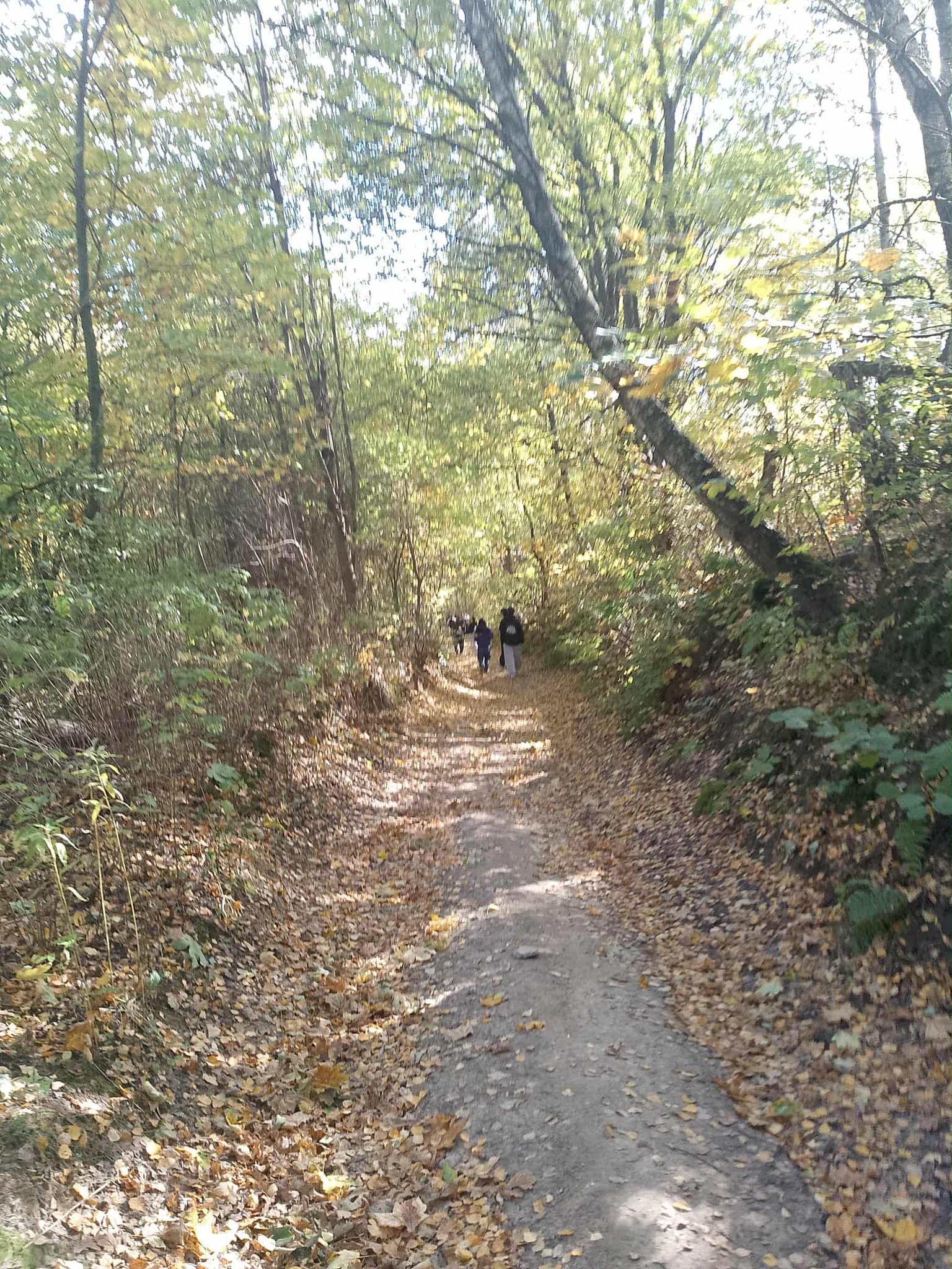 Leśna ścieżka pokryta jesiennymi liśćmi prowadzi w głąb lasu. W oddali widać grupę osób idących razem. Wysokie drzewa po obu stronach tworzą jasny tunel z żółtych i zielonych liści.