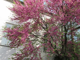 Ogród Botaniczny -Kraków