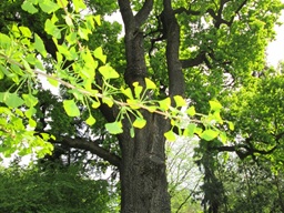Ogród Botaniczny -Kraków — fotografia 9